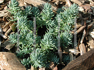 Picture of Sedum reflexum 'Blue Spruce'