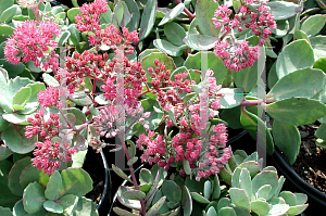 Picture of Hylotelephium  'Rosy Glow'