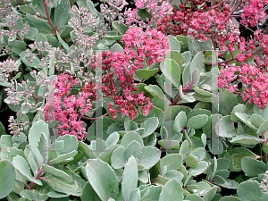 Picture of Hylotelephium  'Rosy Glow'