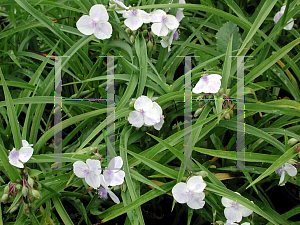 Picture of Tradescantia x andersoniana 'Osprey'