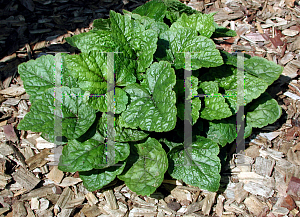 Picture of Tiarella cordifolia 'Brandywine'