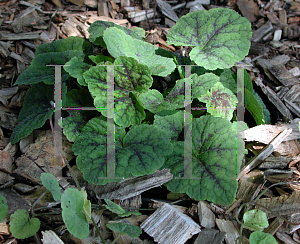 Picture of Tiarella cordifolia 'Running Tapestry'