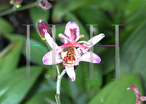 Picture of Tricyrtis x 'Hatatogisa'