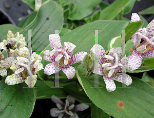 Picture of Tricyrtis hirta 'Variegata'