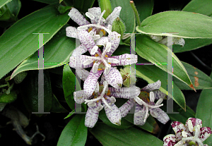 Picture of Tricyrtis hirta 'Variegata'