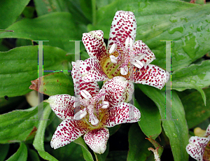 Picture of Tricyrtis x 'Kohaku'