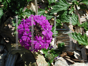 Picture of Verbena canadensis 'Homestead Purple'