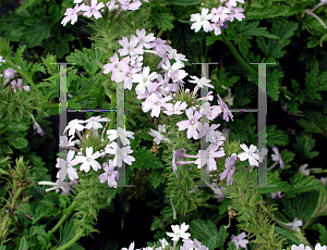 Picture of Verbena canadensis 'Norman Beals Blue Mist'