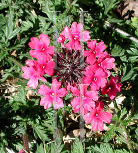 Picture of Verbena tenera 'Sissinghurst'