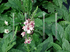 Picture of Verbascum  'Southern Charm'