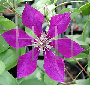 Picture of Clematis (z)(Jackmanii Group) 'Gipsy Queen'