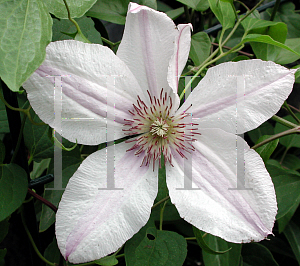 Picture of Clematis  'John Paul II'