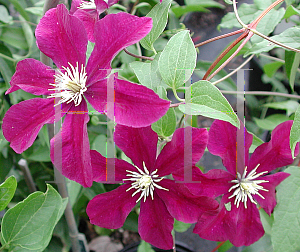 Picture of Clematis  'Warsaw Nike'