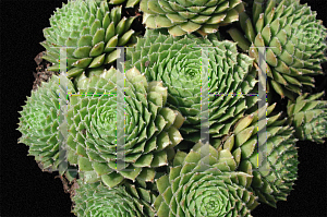 Picture of Sempervivum  'Silverine'