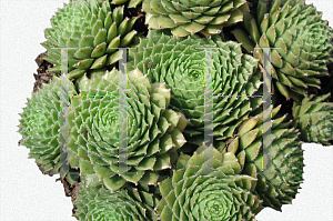 Picture of Sempervivum  'Silverine'