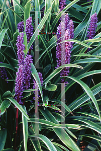 Picture of Liriope muscari 'John Burch'