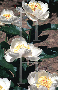 Picture of Paeonia lactiflora 'Mrs. Frank Beach'