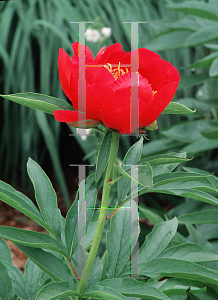 Picture of Paeonia lactiflora 'Rose Wonder'