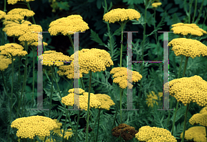 Picture of Achillea filipendulina 'Parker's Variety'