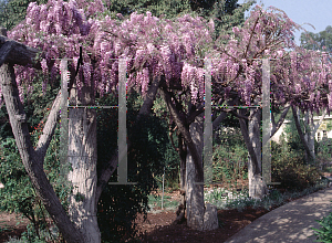 Picture of Wisteria venusta 