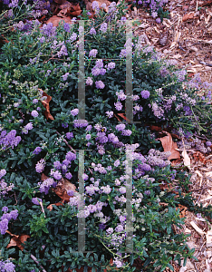 Picture of Ceanothus x 'Joyce Coulter'