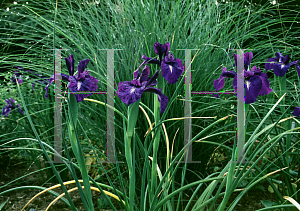 Picture of Iris latifolia 