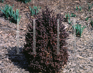 Picture of Chamaecyparis obtusa 'Sanderi'