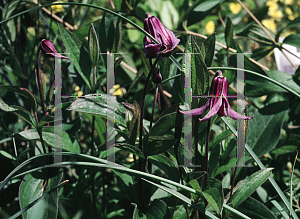 Picture of Clematis integrifolia 