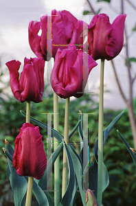 Picture of Tulipa  'Blue Parrot'