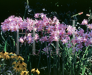 Picture of Lycoris squamigera 