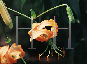 Picture of Lilium henryi 