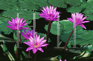 Picture of Nymphaea  'Director George T. Moore'