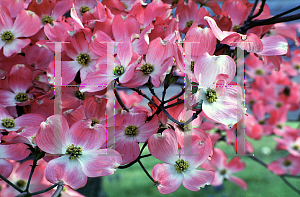 Picture of Cornus florida f. rubra 