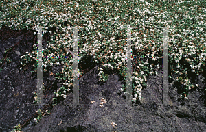 Picture of Pimelea prostrata 