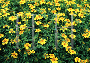 Picture of Tagetes tenuifolia 'Golden Gem'