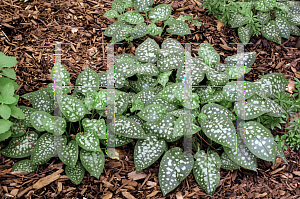 Picture of Pulmonaria saccharata 