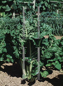 Picture of Beta vulgaris ssp. cicla 'Fordhook Giant'