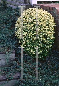 Picture of Euonymus japonicus 'Matanzaki'