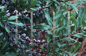 Picture of Myrica pensylvanica 