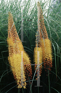 Picture of Eremurus  'Shelford  Hybrids'