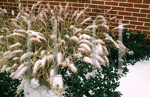 Picture of Pennisetum alopecuroides 'Purpurascens'