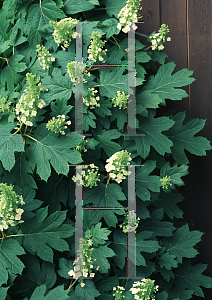 Picture of Hydrangea quercifolia 