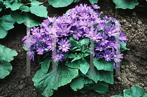 Picture of Pericallis x hybrida 'Cornflower Blue'