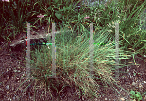 Picture of Festuca idahoensis 