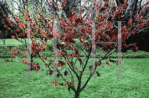 Picture of Hamamelis x intermedia 'Ruby Glow'