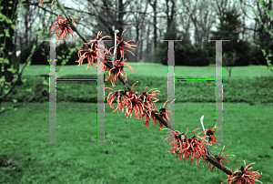 Picture of Hamamelis x intermedia 'Ruby Glow'