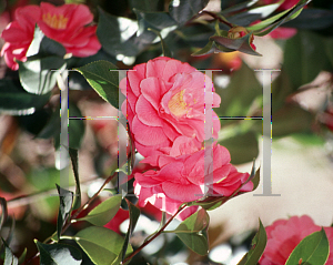 Picture of Camellia japonica 'Rev. John  G. Drayton'