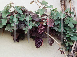 Picture of Vitis vinifera 'Purpurea'