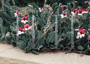 Picture of Pelargonium tricolor 
