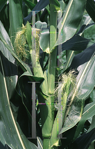 Picture of Zea mays 